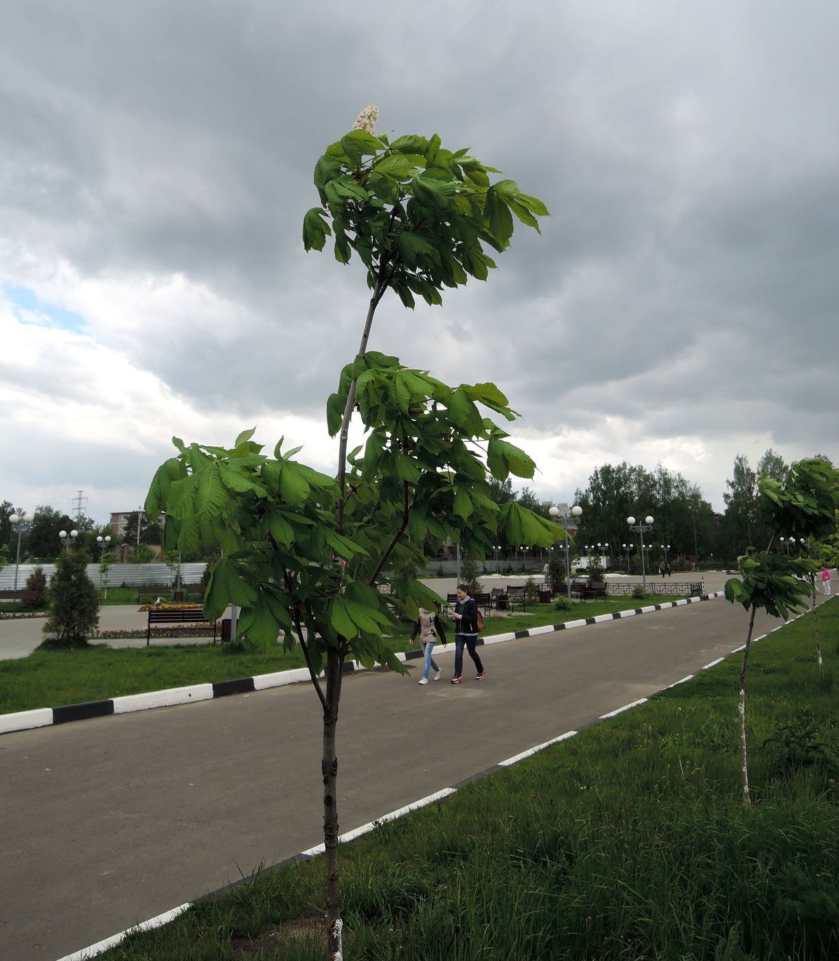 Изображение особи Aesculus hippocastanum.