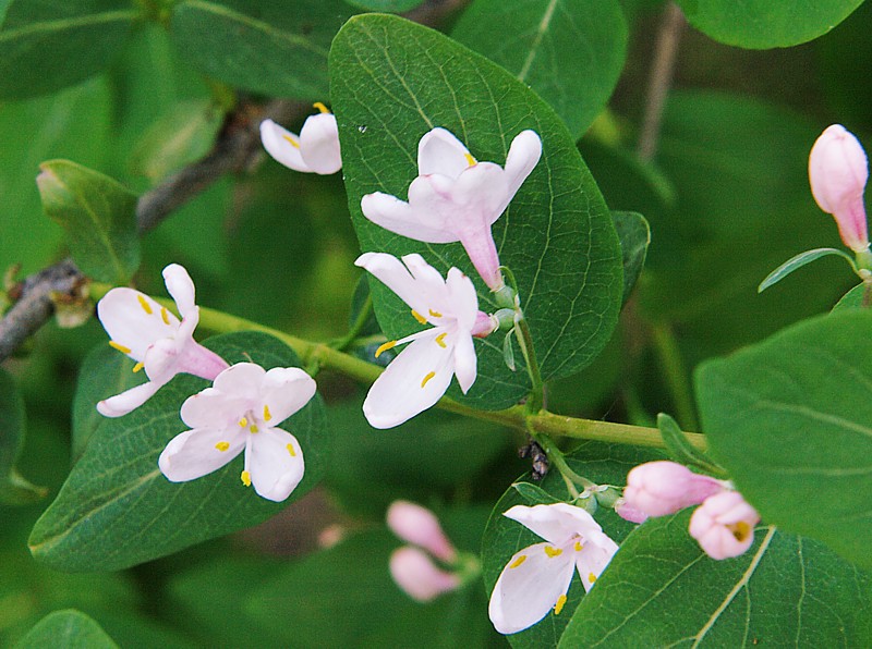 Image of Lonicera tatarica specimen.