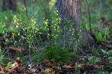 Pedicularis mandshurica