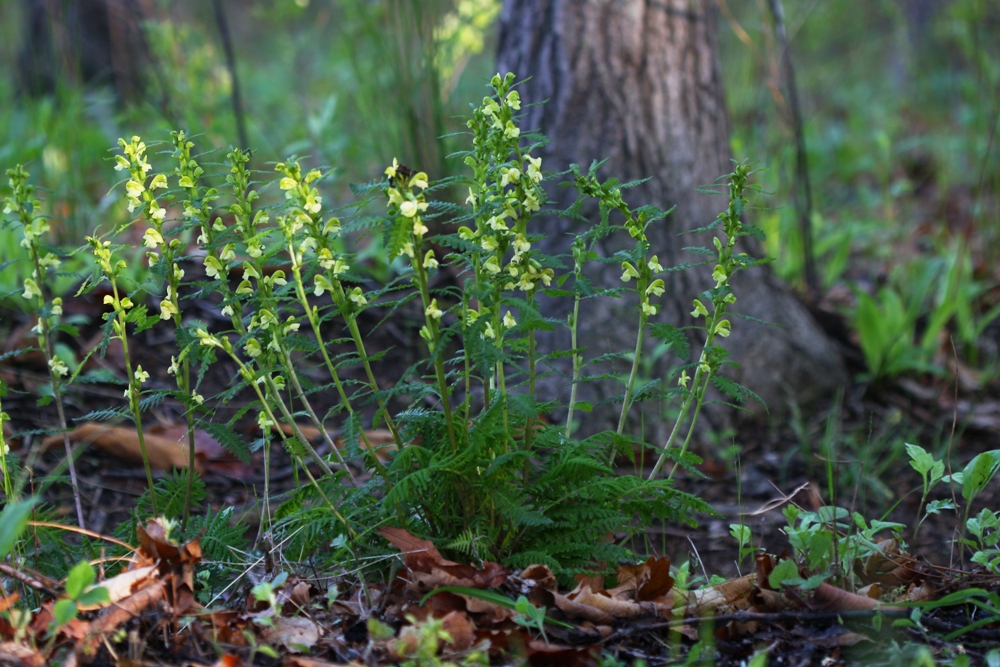 Image of Pedicularis mandshurica specimen.