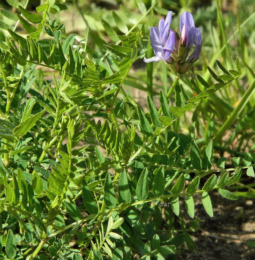 Изображение особи Astragalus danicus.