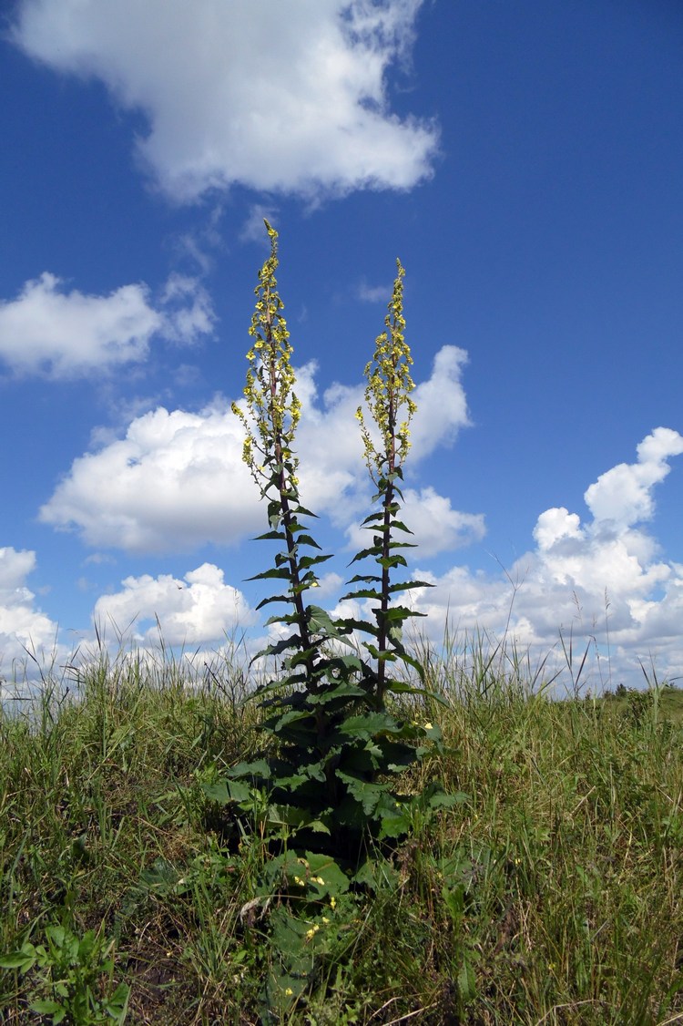 Image of Verbascum pyramidatum specimen.