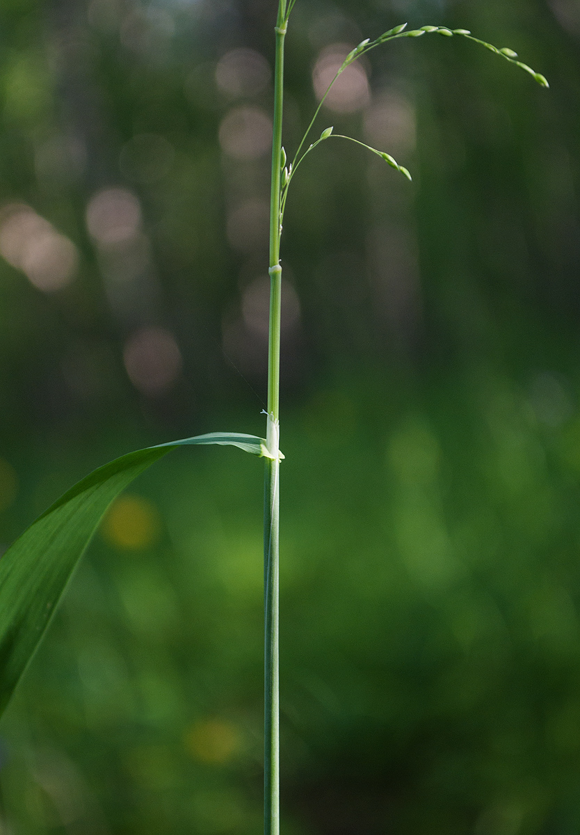 Изображение особи Milium effusum.