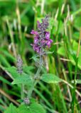 Stachys sylvatica. Верхушка побега с соцветием. Московская обл., Сергиево-Посадский р-н, окр. дер. Тешилово, опушка смешанного леса. 25.06.2016.