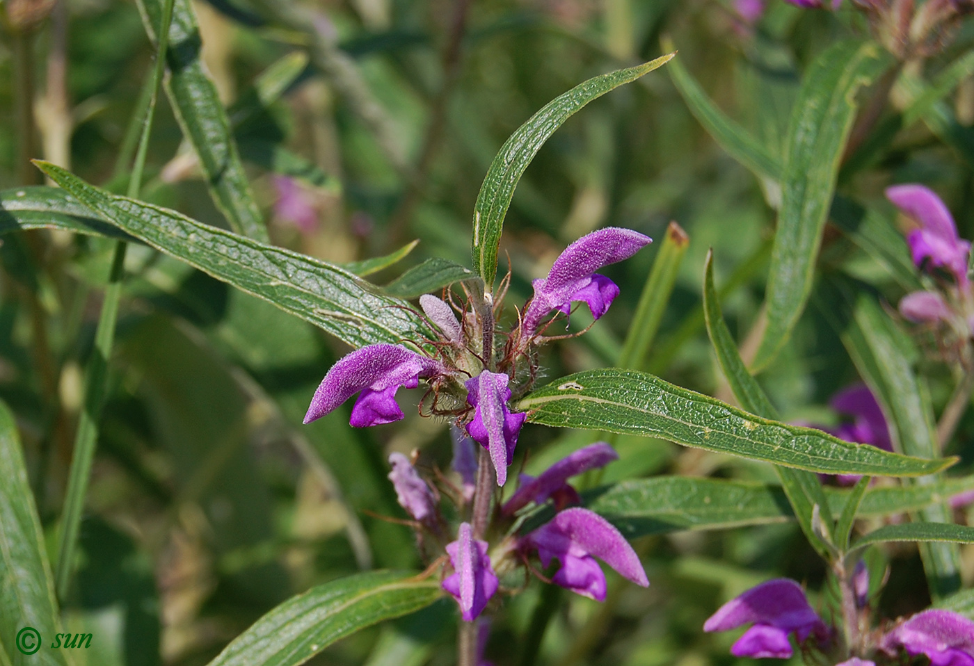 Image of Phlomis pungens specimen.