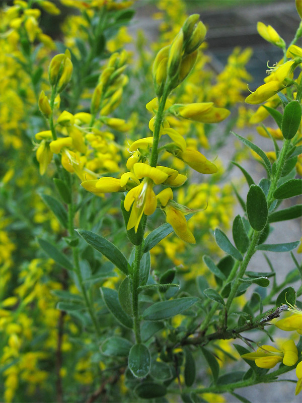 Изображение особи Genista germanica.