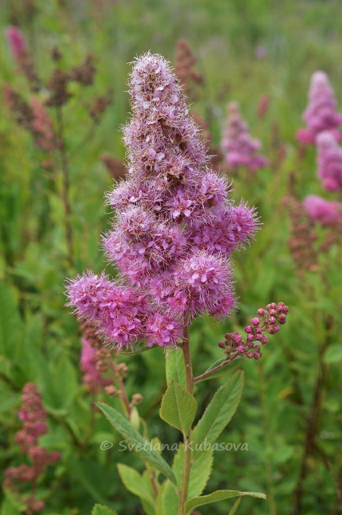 Image of Spiraea &times; billardii specimen.