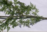 Aethusa cynapium
