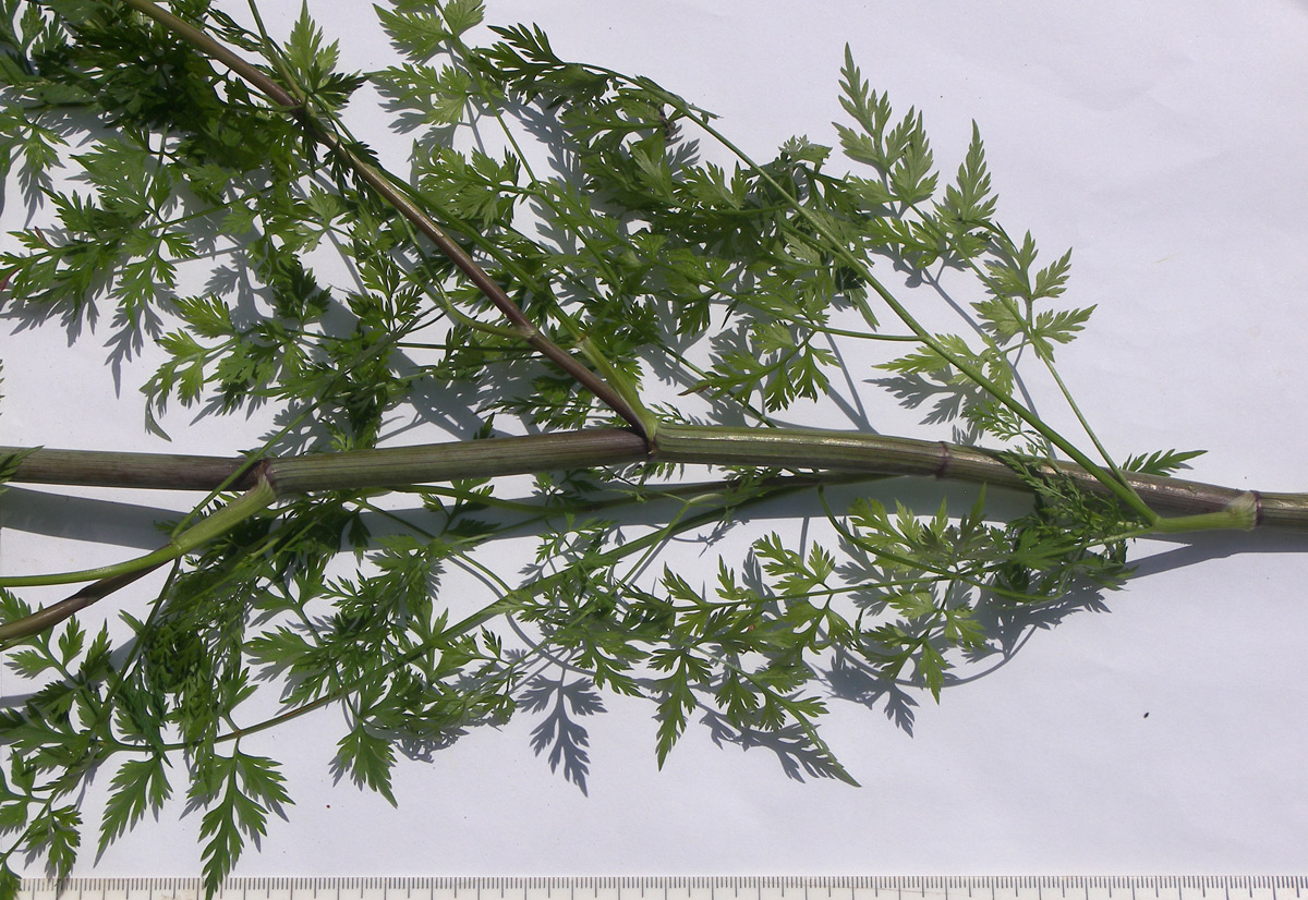 Image of Aethusa cynapium specimen.