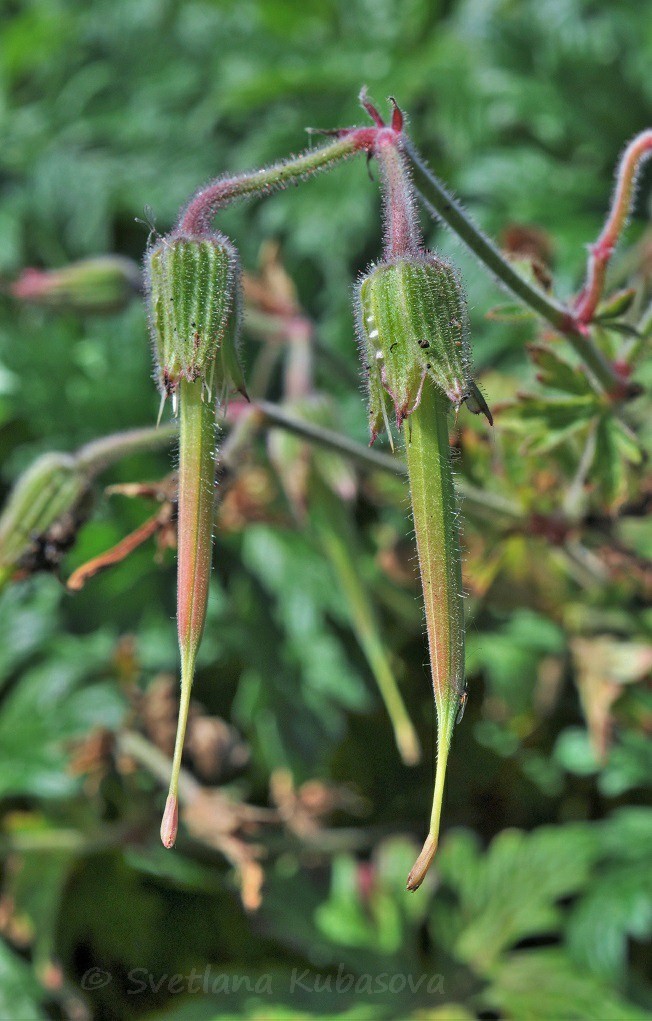 Изображение особи Geranium himalayense.