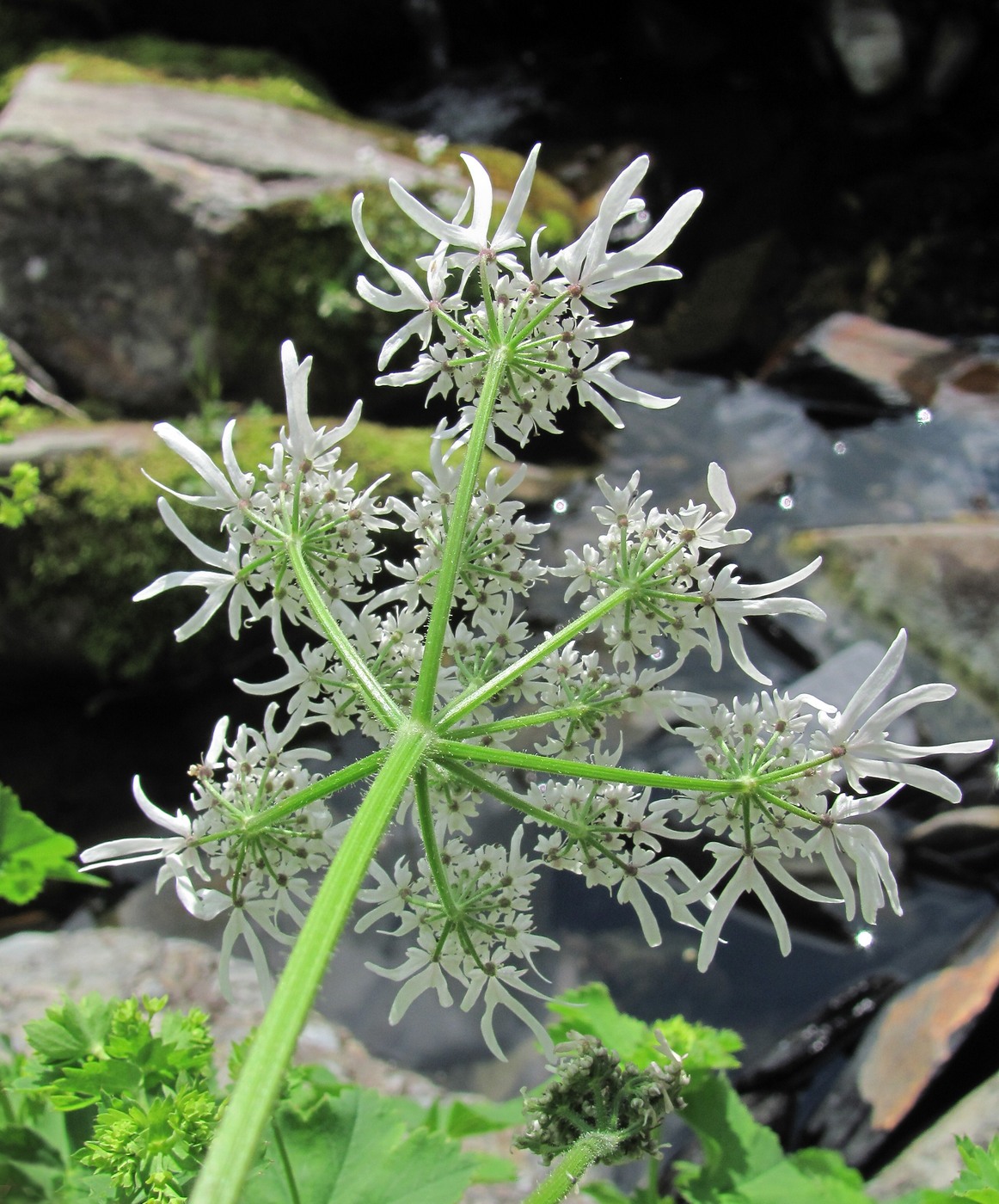 Изображение особи Heracleum apiifolium.