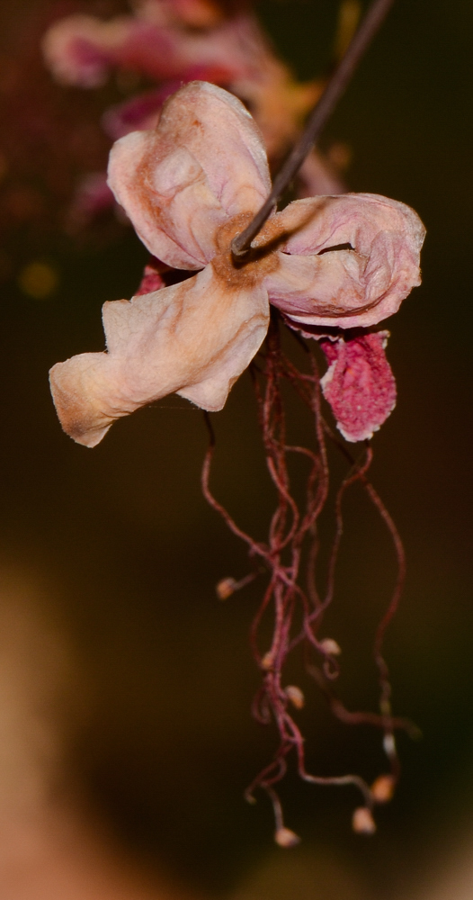 Image of Caesalpinia pulcherrima specimen.