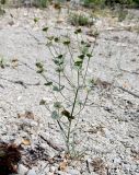 Euphorbia leptocaula