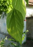 genus Celtis