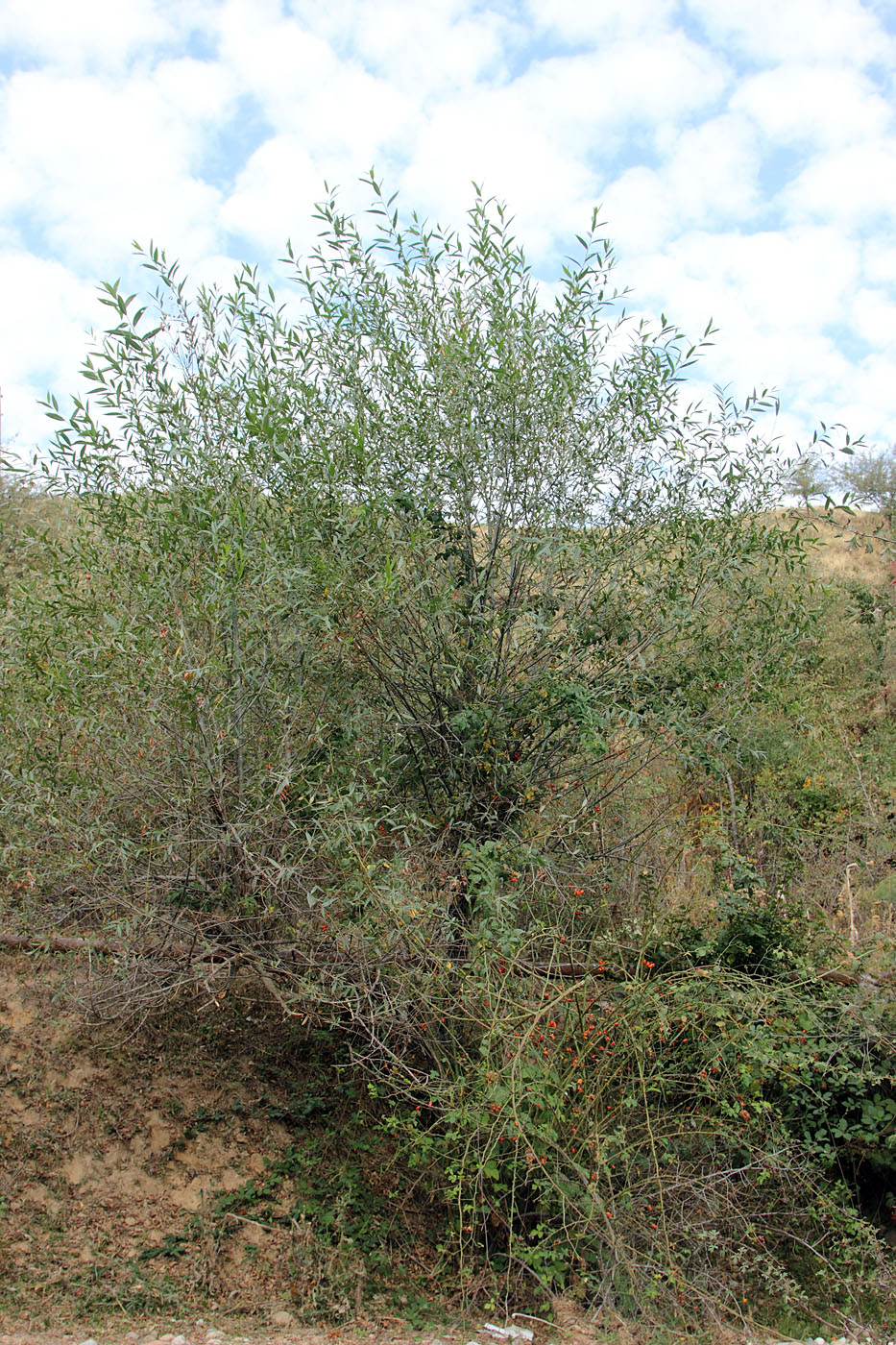 Image of Salix olgae specimen.