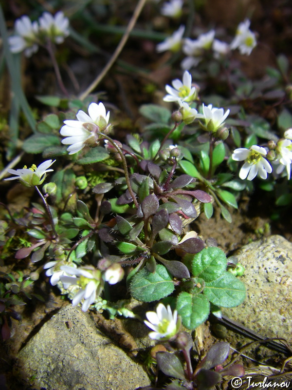 Image of Erophila praecox specimen.