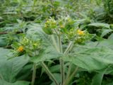 Sigesbeckia orientalis