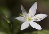 Trientalis europaea. Цветок и бутон. Тверская обл., Кимрский р-н, окр. дер. Ларцево, лес. 01.06.2016.