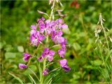 Chamaenerion angustifolium