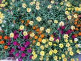 Zinnia angustifolia. Цветущие растения. Израиль, г. Бат-Ям, в культуре. 07.08.2016.
