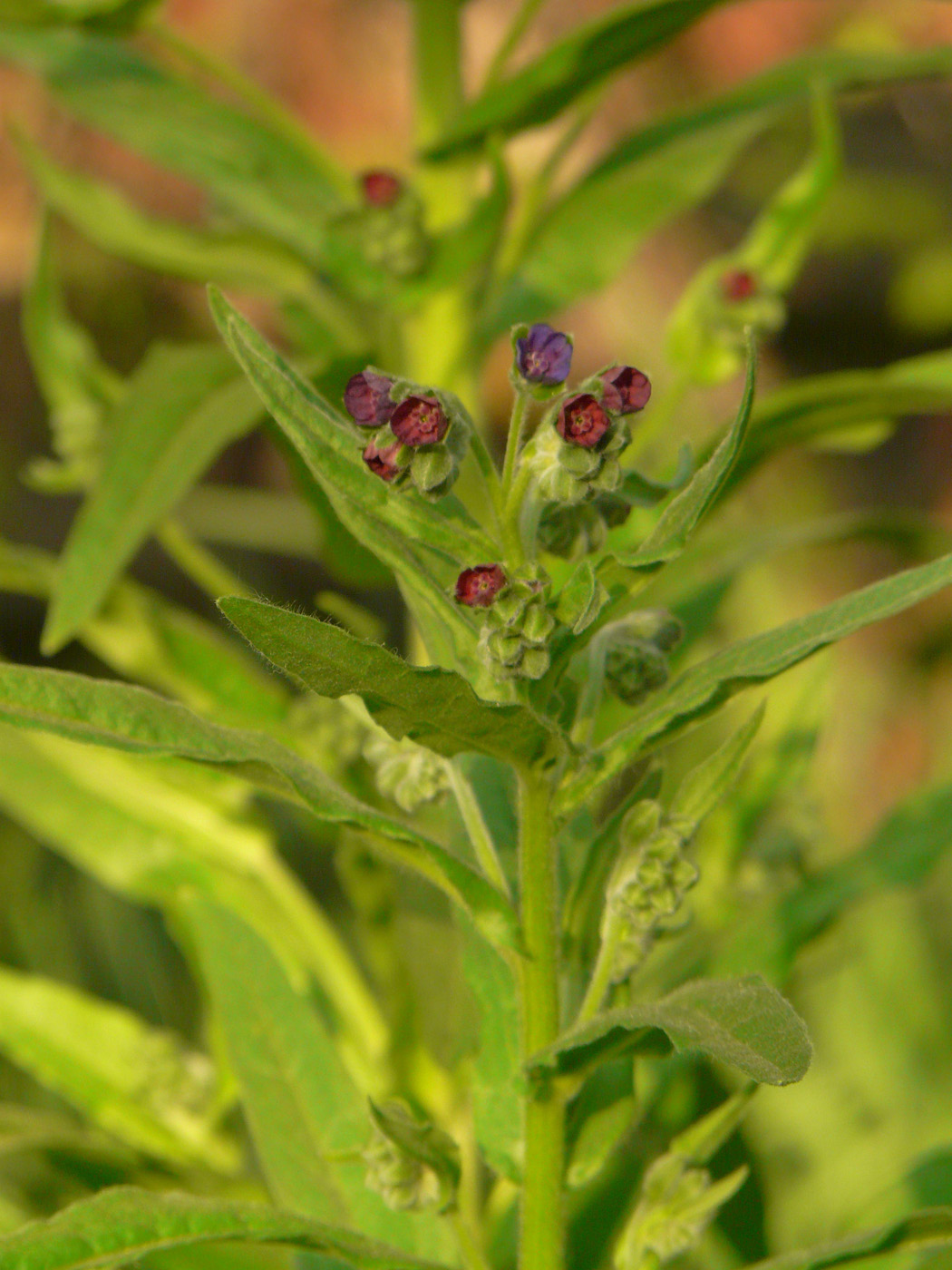 Image of Cynoglossum officinale specimen.