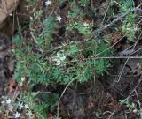 Sedum pallidum subspecies bithynicum. Цветущее и плодоносящее растение. Крым, Бахчисарайский р-н, окр. с. Трудолюбовка, каменистый склон. 20.07.2009.