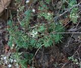 Sedum pallidum ssp. bithynicum
