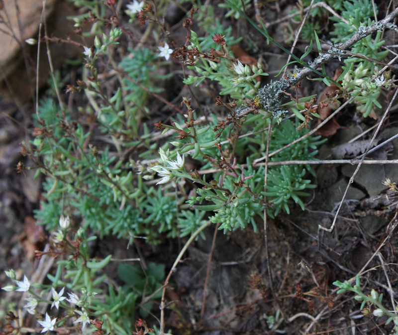 Изображение особи Sedum pallidum ssp. bithynicum.