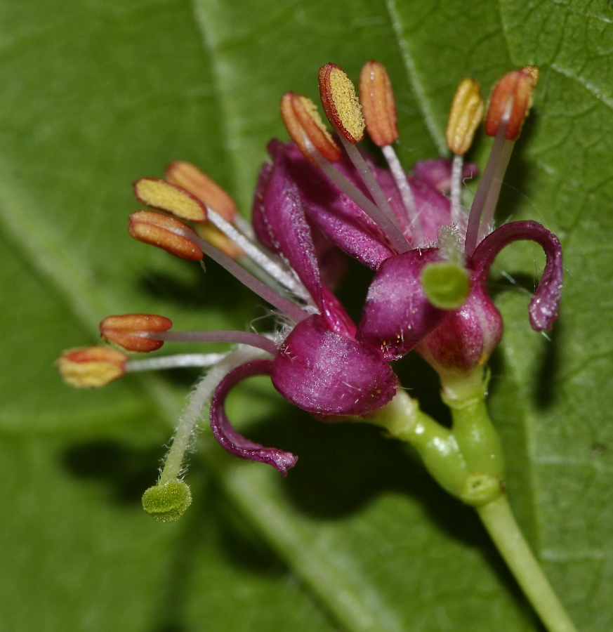 Image of Lonicera maximowiczii specimen.