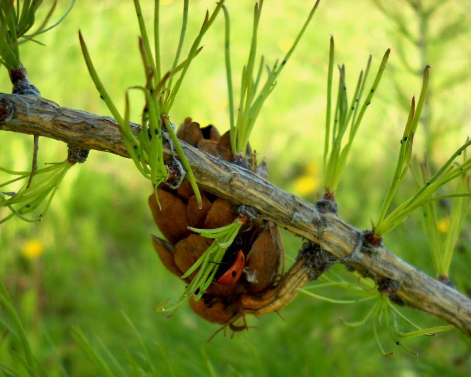 Image of Larix sukaczewii specimen.