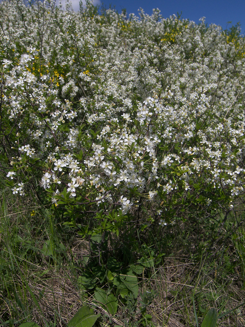 Image of Cerasus fruticosa specimen.