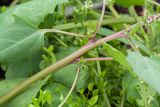 Atriplex kuzenevae