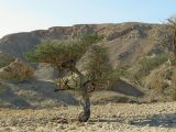 Vachellia subspecies raddiana