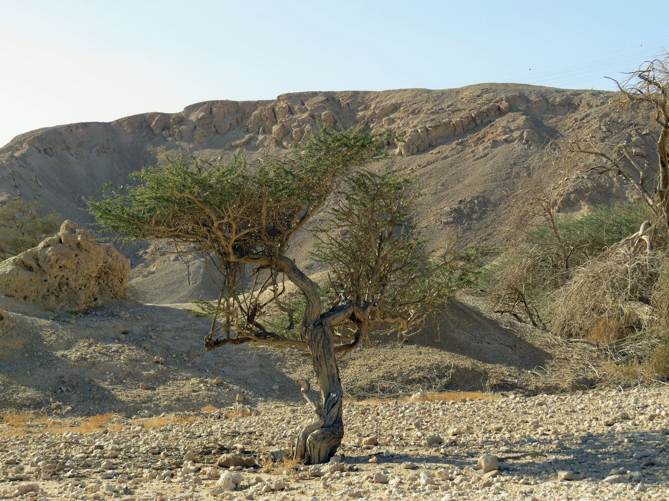 Image of Vachellia tortilis ssp. raddiana specimen.