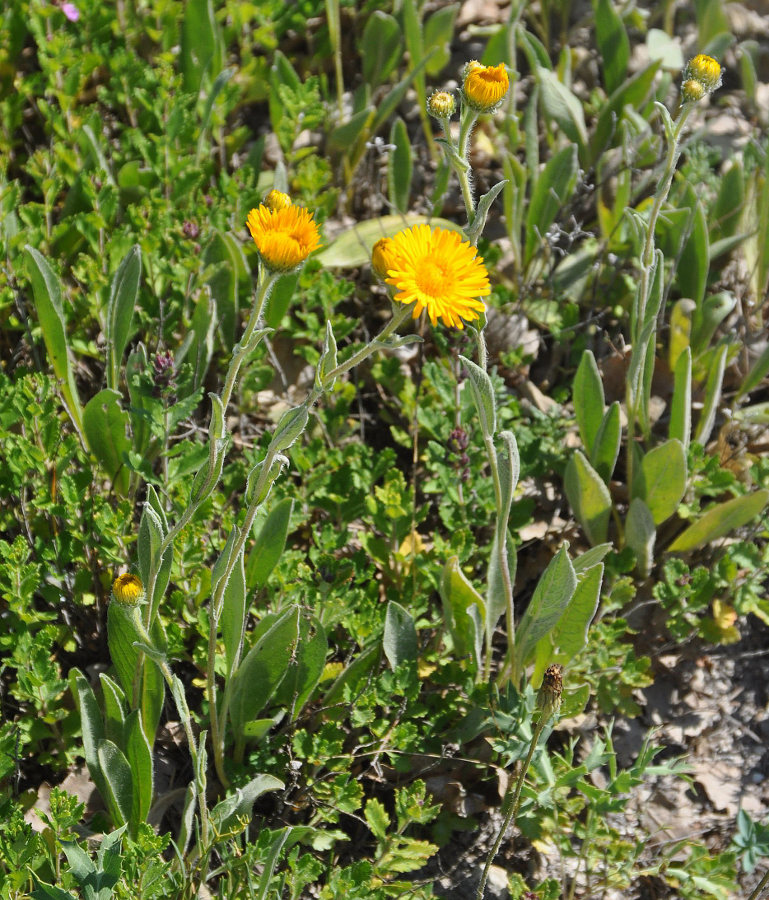 Изображение особи Inula oculus-christi.