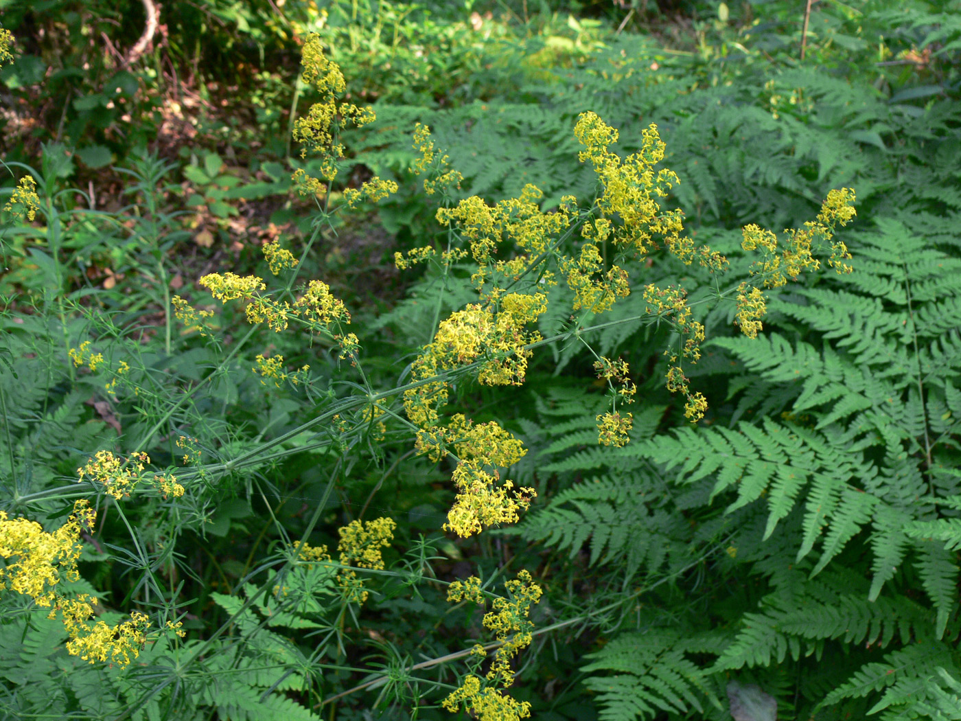 Изображение особи Galium verum.