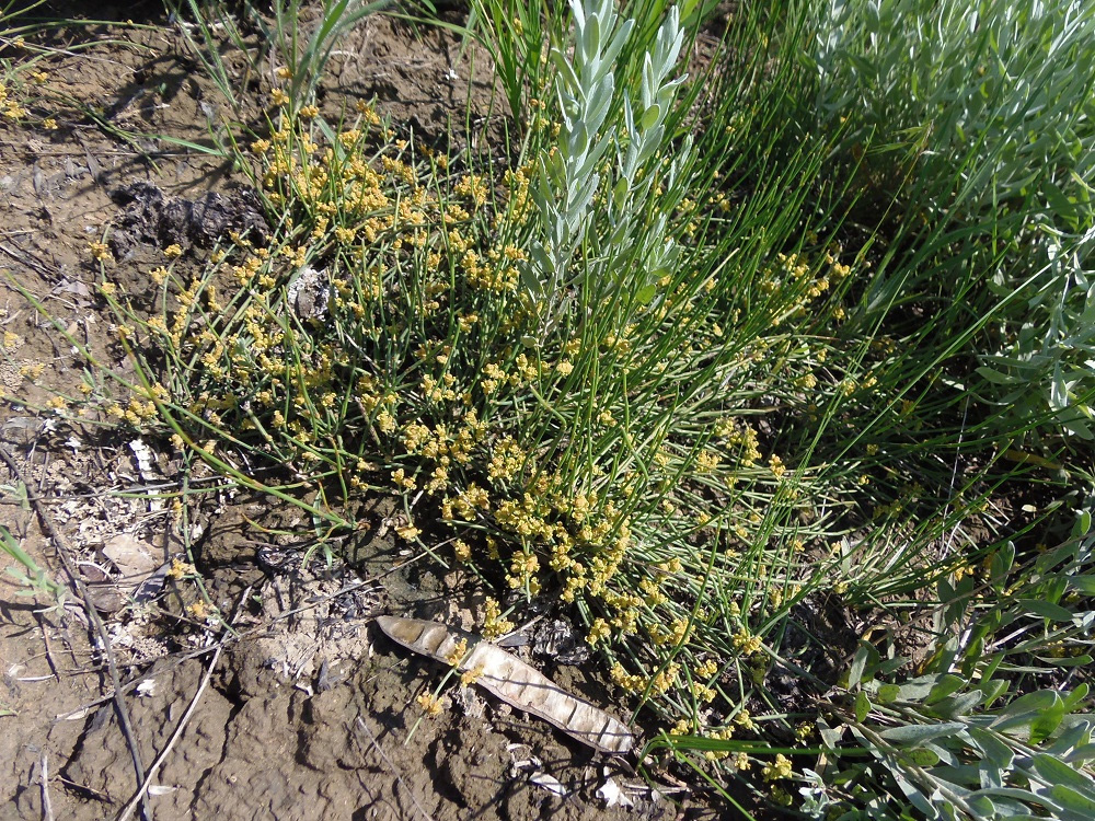Image of Ephedra distachya specimen.