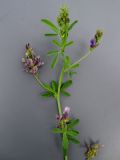 Medicago sativa