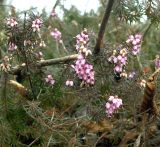 Erica carnea. Верхушки побегов с соцветиями. Хорватия, национальный парк \"Плитвицкие озёра\", широколиственный лес. 21.03.2010.