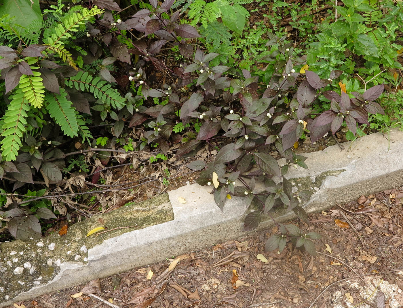 Image of Alternanthera brasiliana specimen.