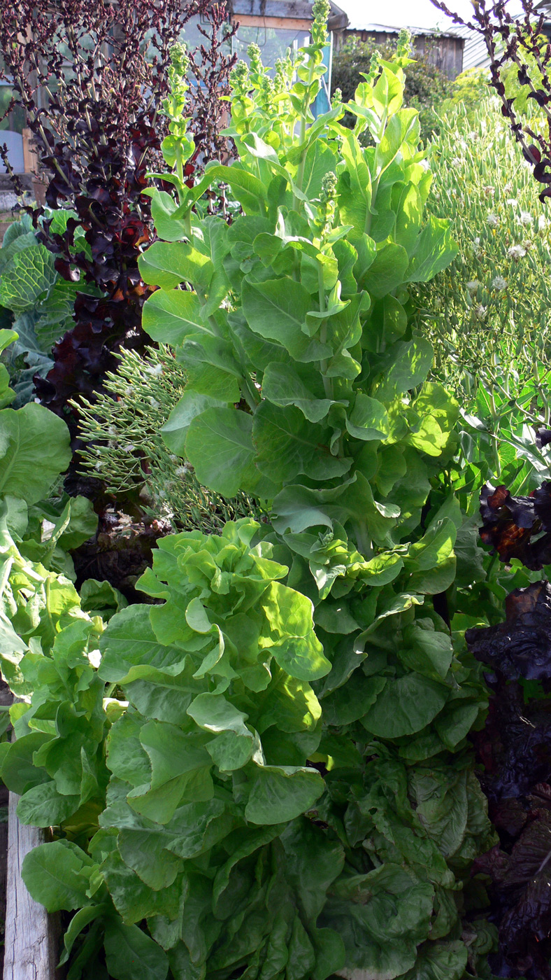 Image of Lactuca sativa specimen.