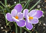 Crocus vernus