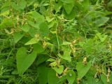 Aristolochia contorta