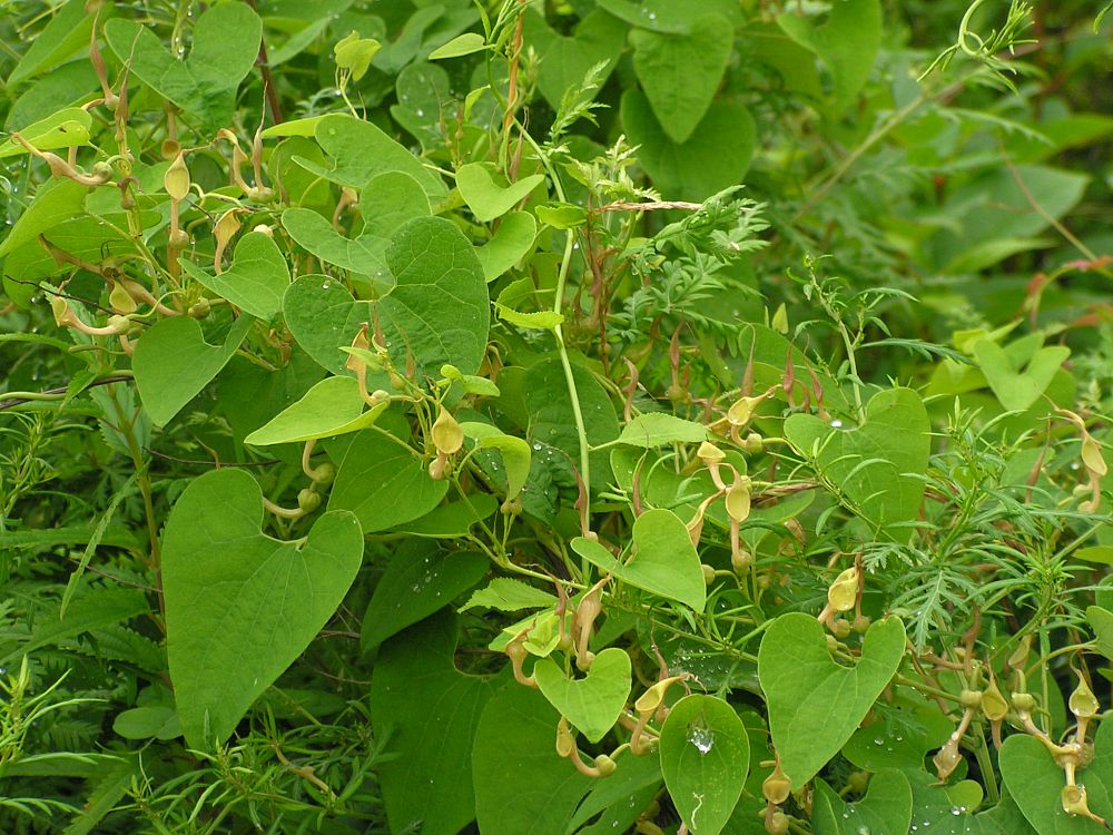 Изображение особи Aristolochia contorta.