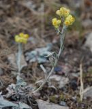 Helichrysum arenarium. Цветущее растение. Крым, г. Чатырдаг (нижнее плато). 07.08.2007.