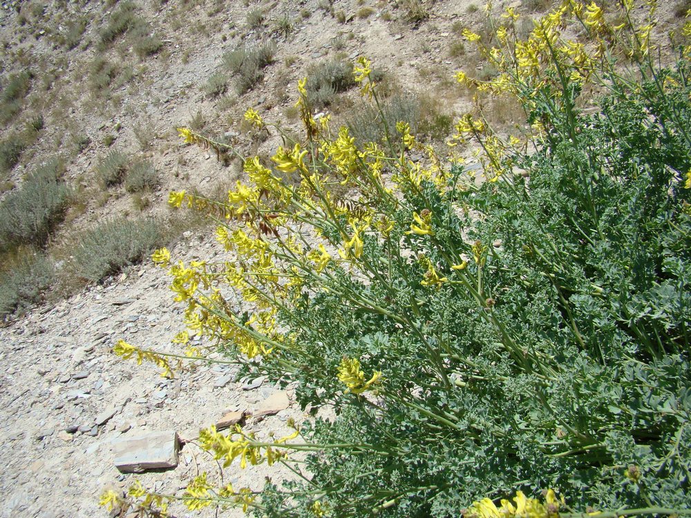 Изображение особи Corydalis pseudoadunca.