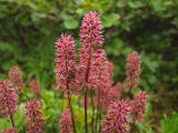 Tofieldia coccinea