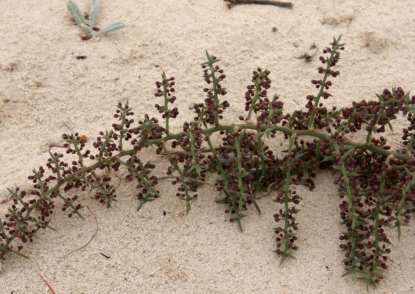 Изображение особи Asparagus horridus.