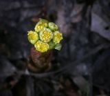 Petasites spurius