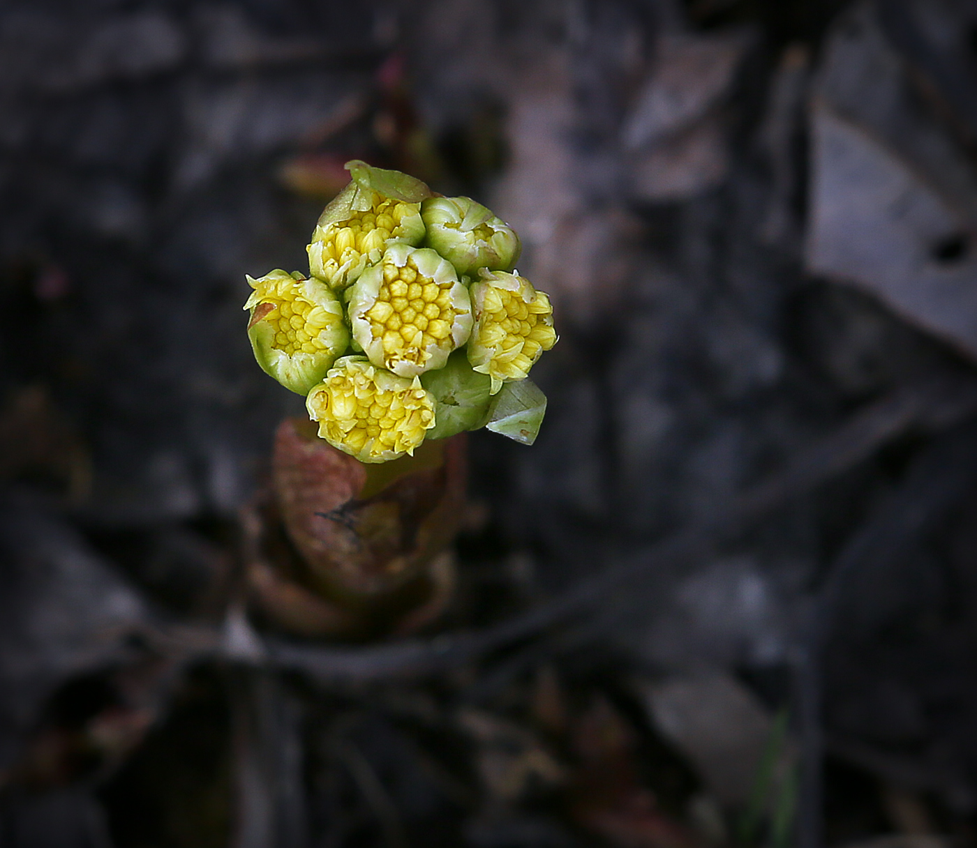 Изображение особи Petasites spurius.